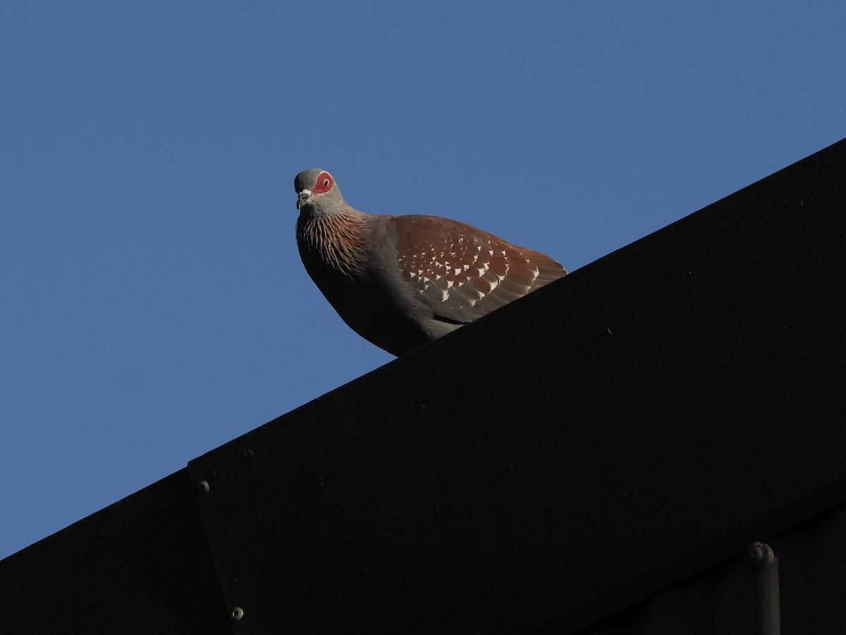 Speckled Pigeon - ML647466165