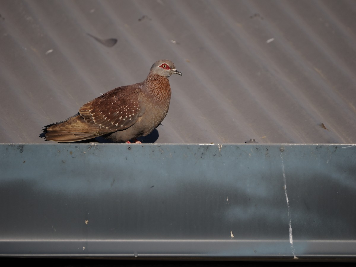Speckled Pigeon - ML647466166