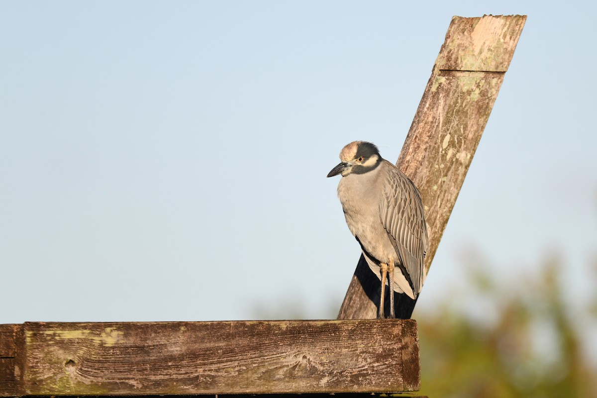 Yellow-crowned Night Heron - ML647466193