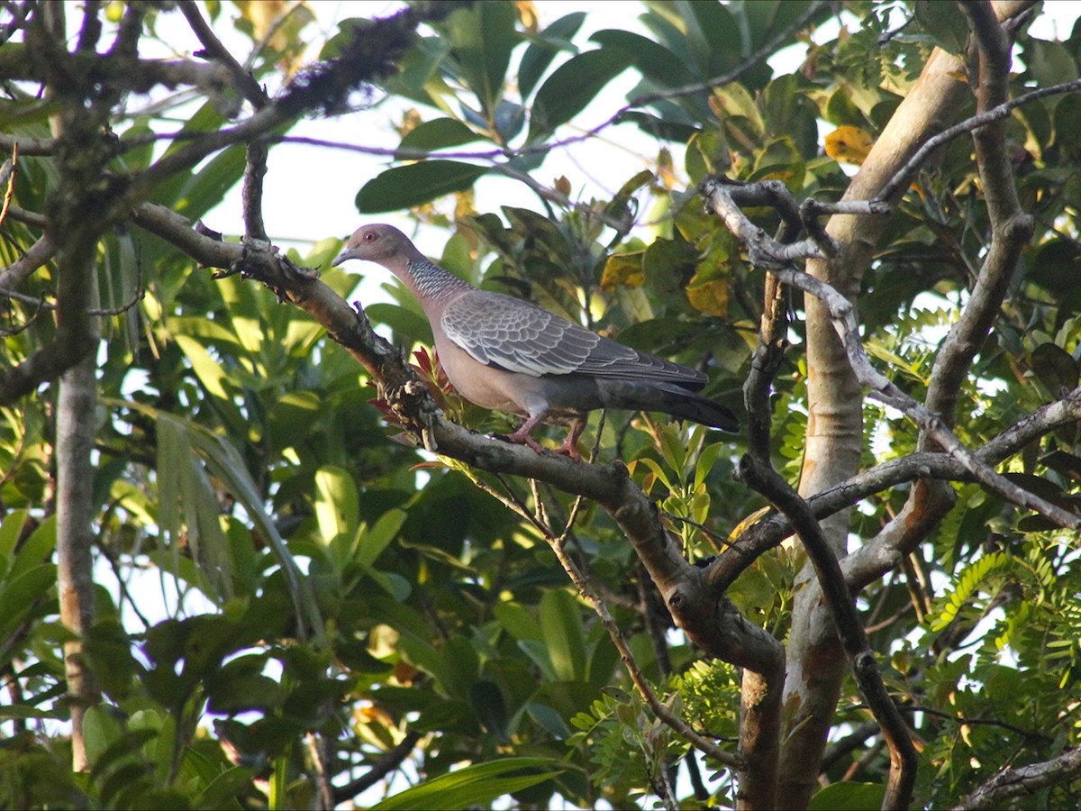 Pikazuro Güvercini - ML647466196