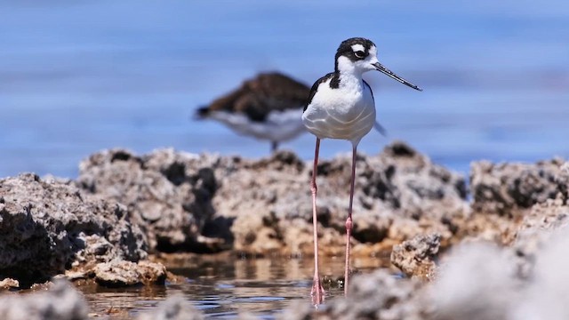 Black-necked Stilt (Black-necked) - ML647466220