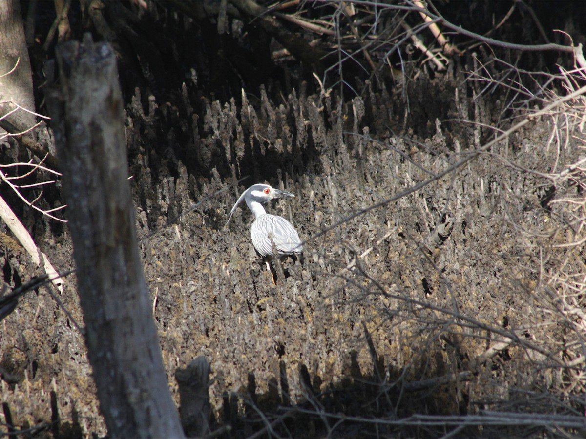 Yellow-crowned Night Heron - ML647466222