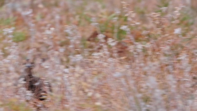 Dusky Grouse - ML647466229