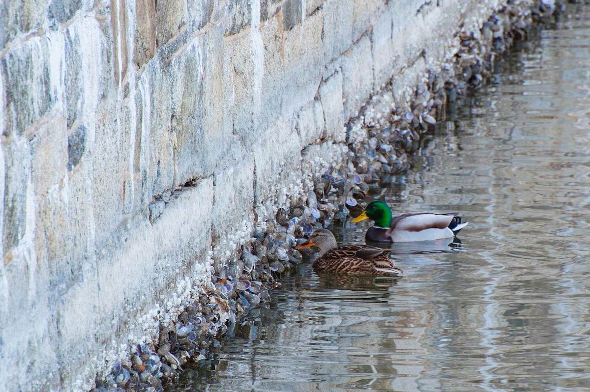 綠頭鴨 - ML647466240