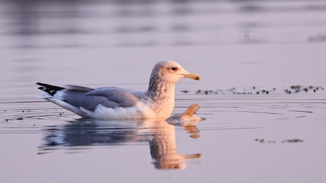 California Gull - ML647466246