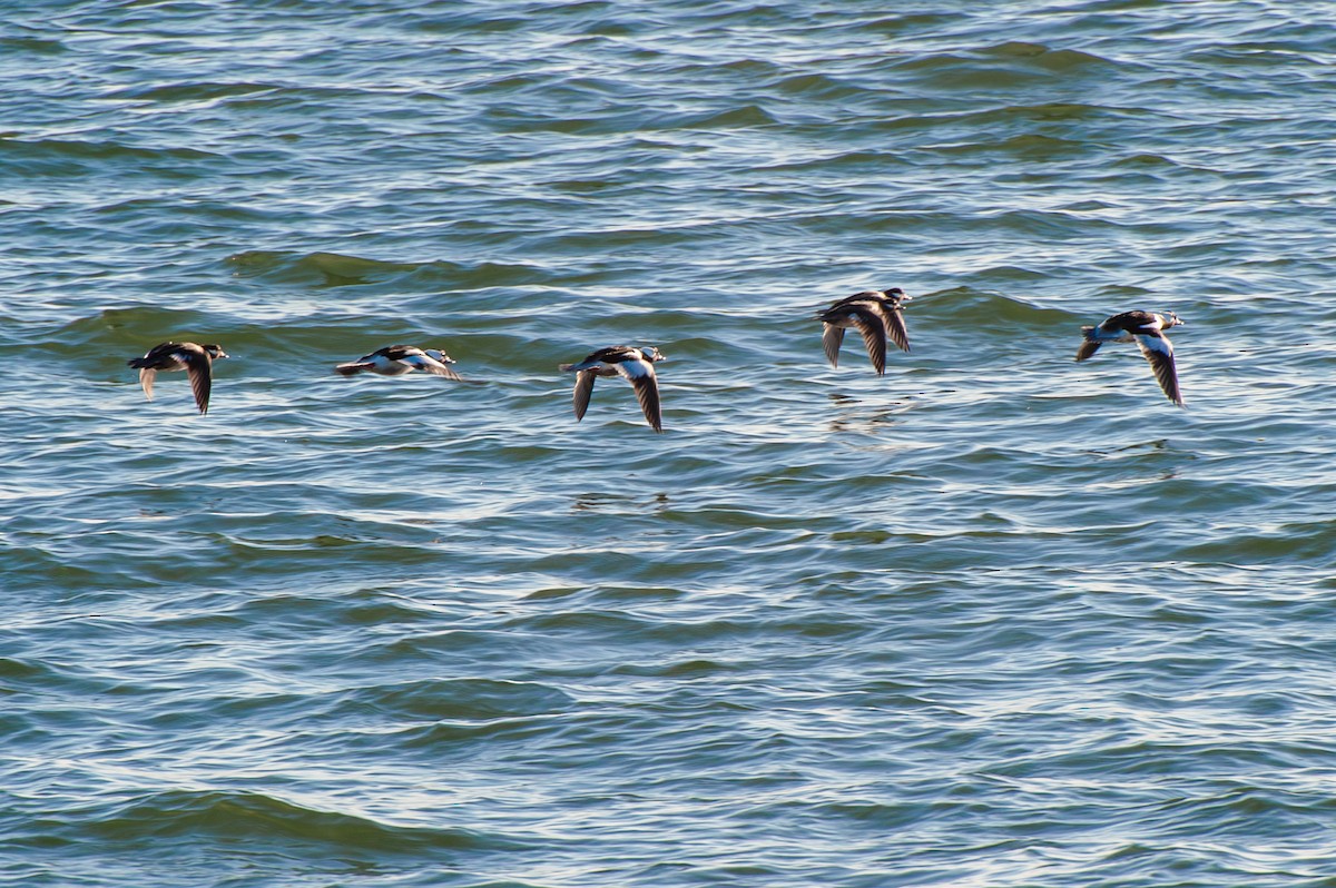 Bufflehead - ML647466251