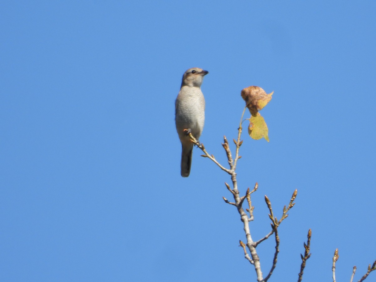 Alcaudón Boreal - ML647466255