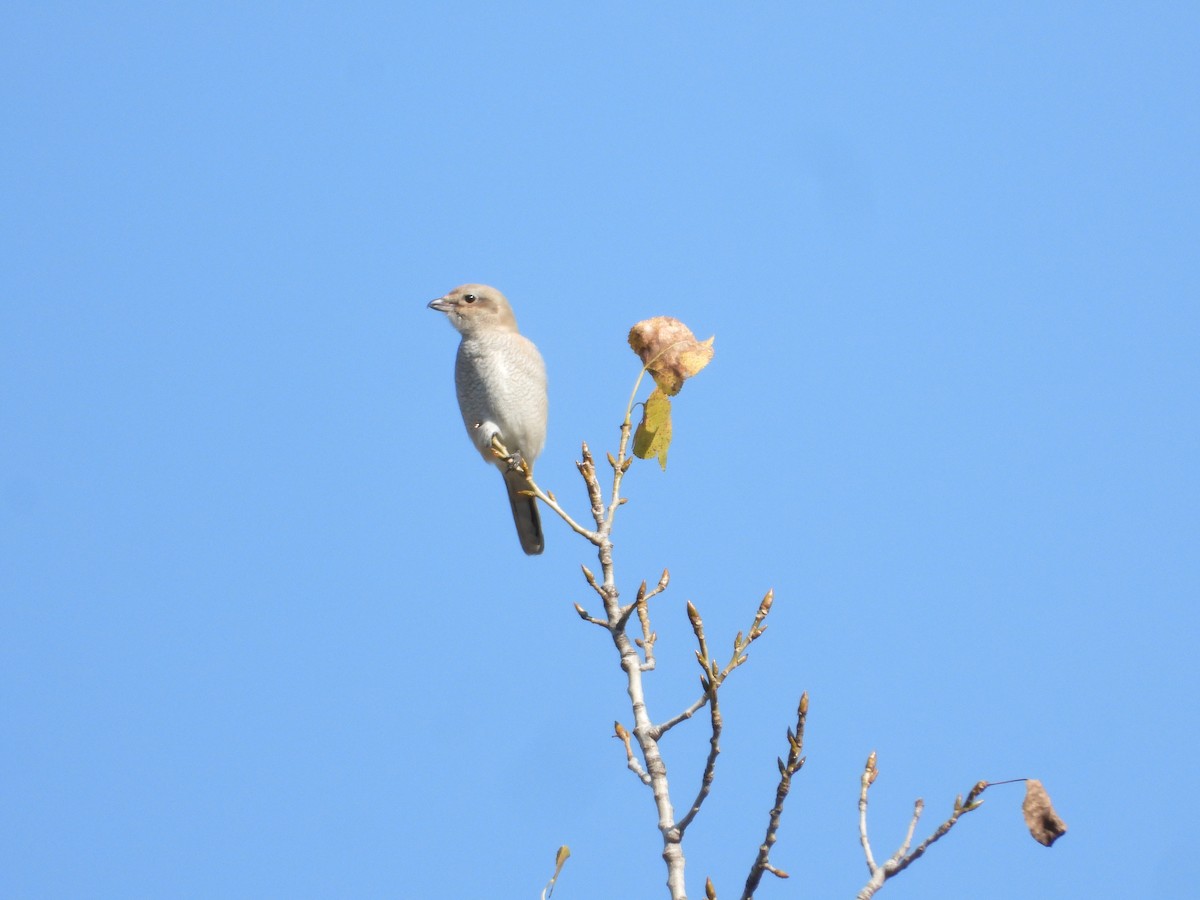 Alcaudón Boreal - ML647466256