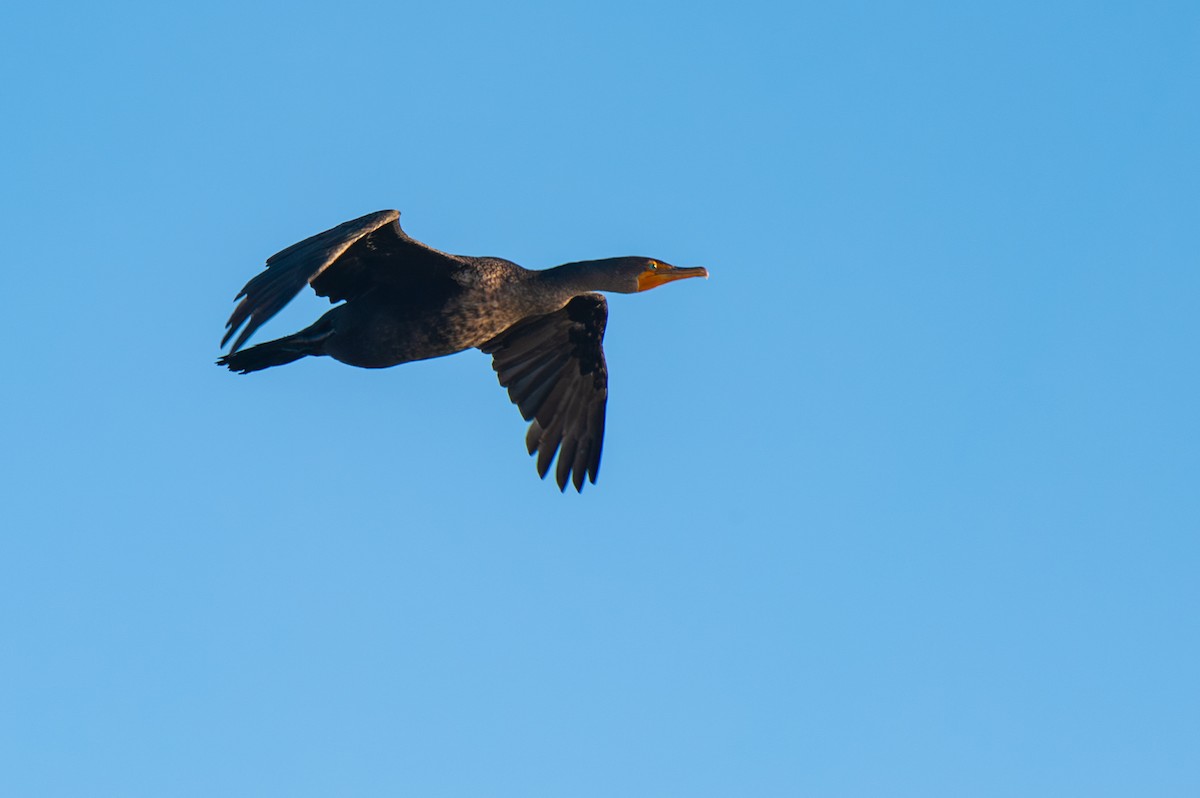 Double-crested Cormorant - ML647466257