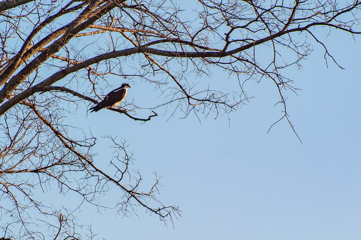 魚鷹 - ML647466273