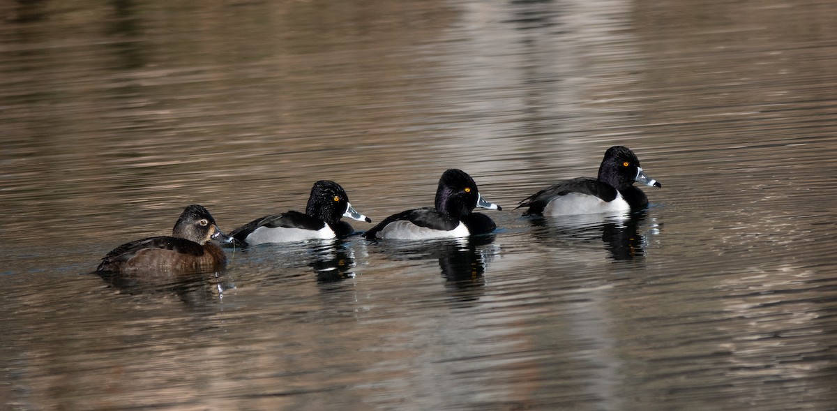 polák proužkozobý - ML647466277