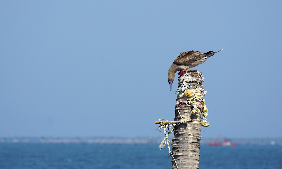Red-footed Booby - ML647466278