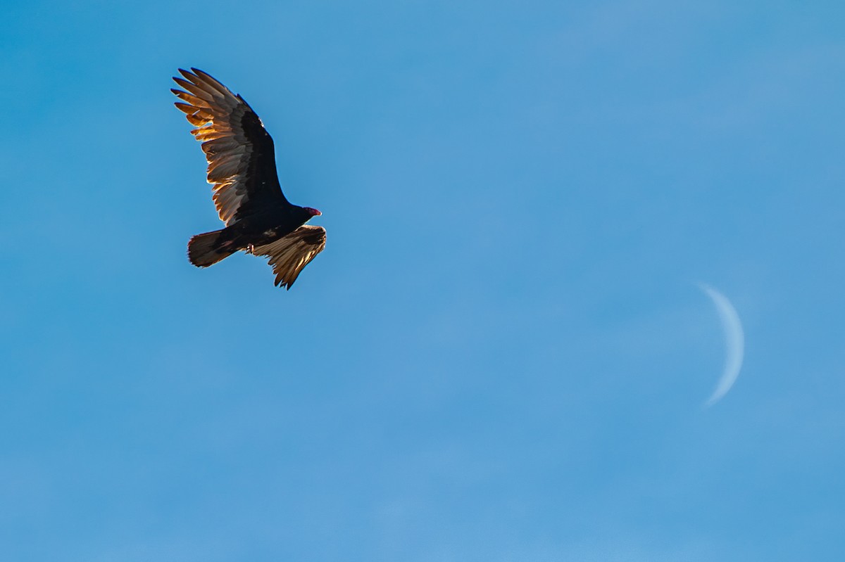 Turkey Vulture - ML647466288