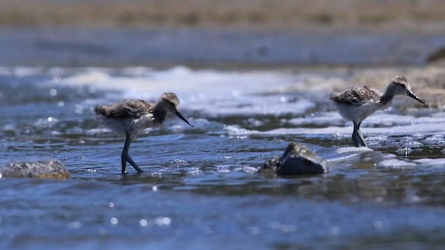 American Avocet - ML647466300