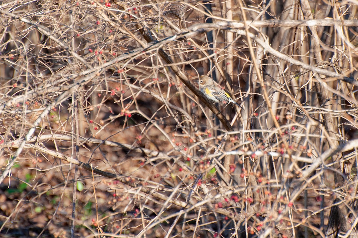 Yellow-rumped Warbler - ML647466306
