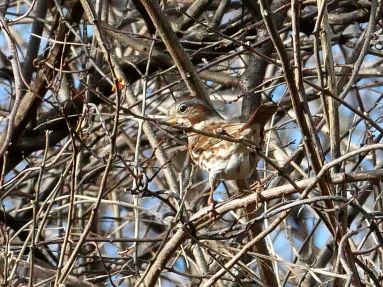 Fox Sparrow - ML647466314