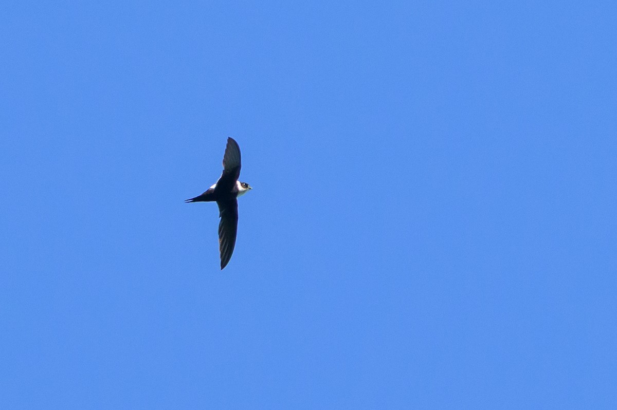 Lesser Swallow-tailed Swift - ML647466320
