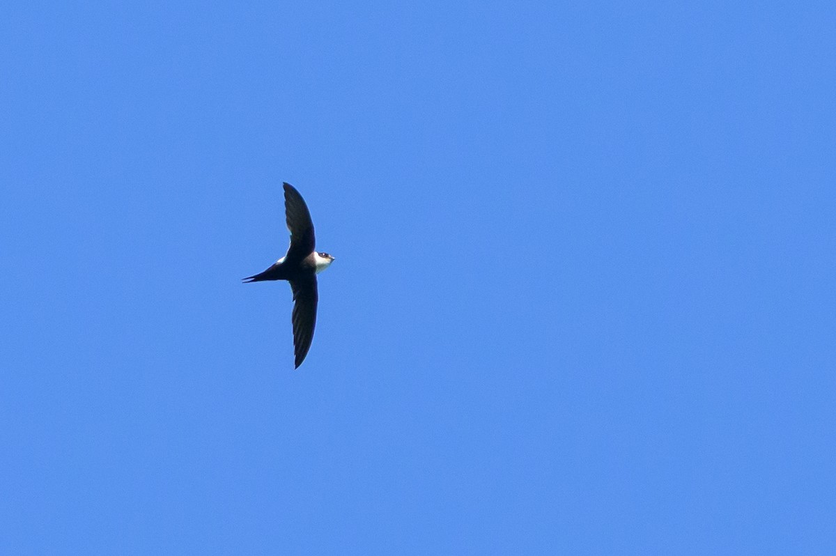 Lesser Swallow-tailed Swift - ML647466321