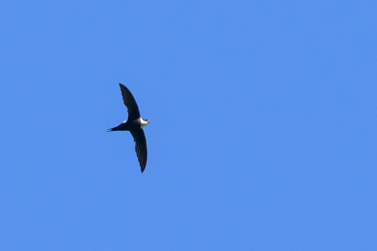 Lesser Swallow-tailed Swift - ML647466322