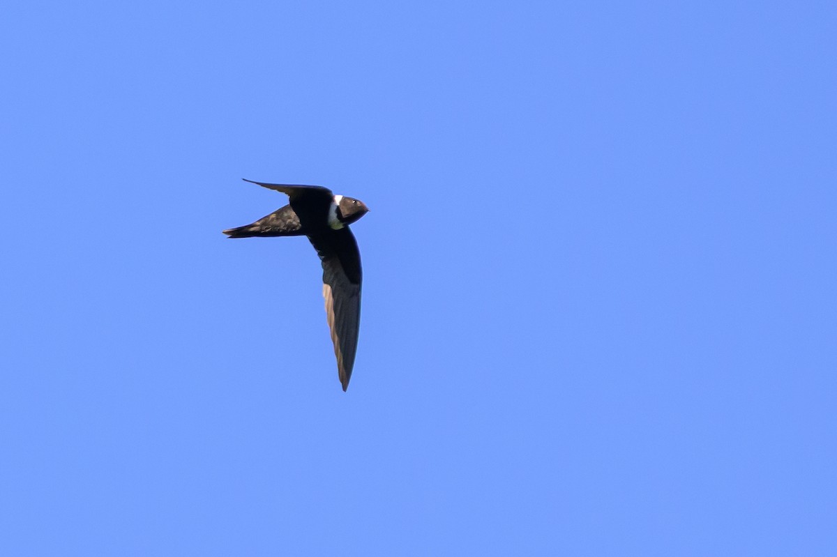 White-collared Swift - ML647466328