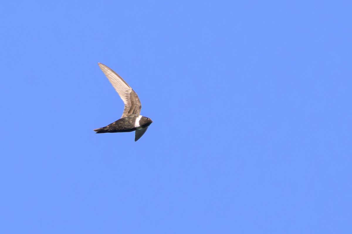 White-collared Swift - ML647466329