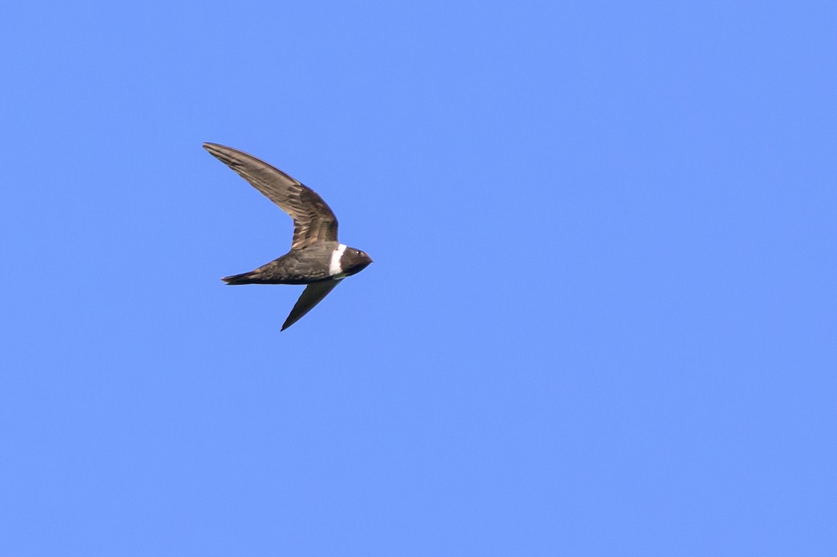 White-collared Swift - ML647466330