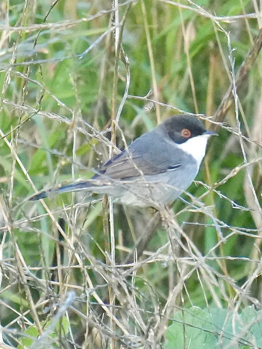 Sardinian Warbler - ML647466349
