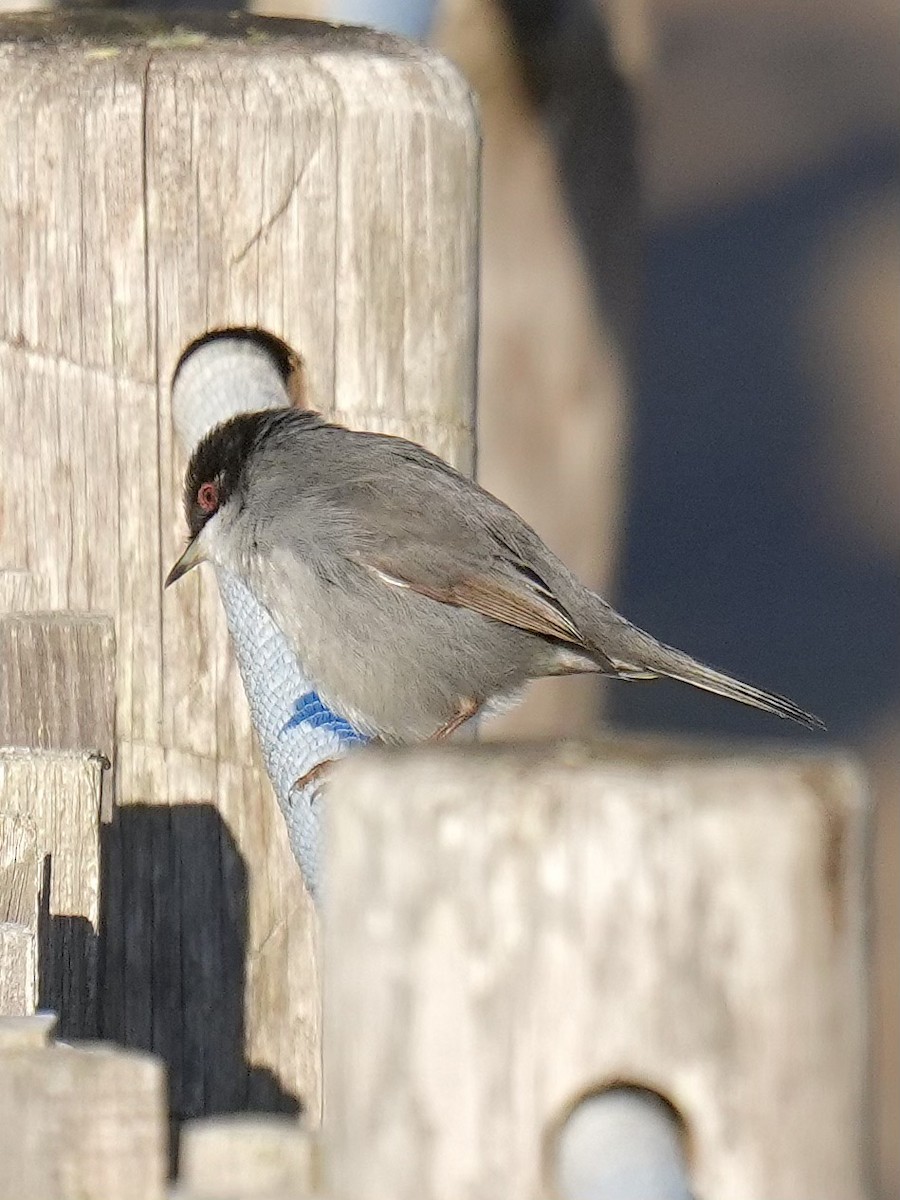 Sardinian Warbler - ML647466350