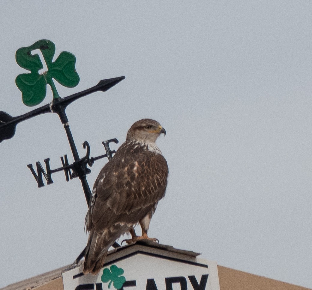 kongevåk - ML647466369