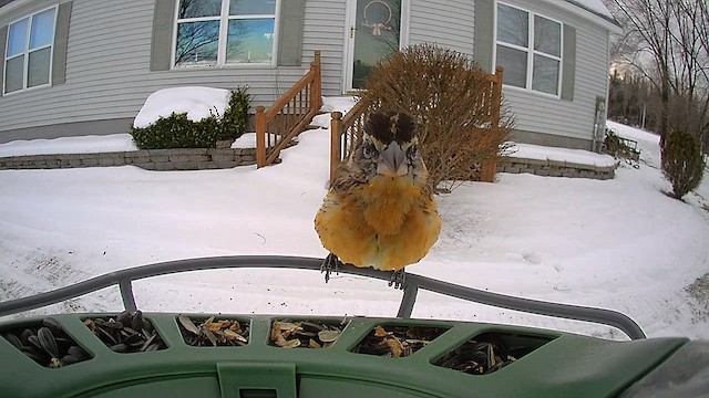 Black-headed Grosbeak - ML647466379