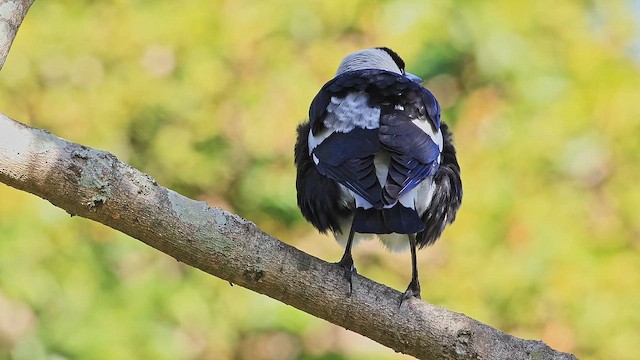 Australian Magpie - ML647466398