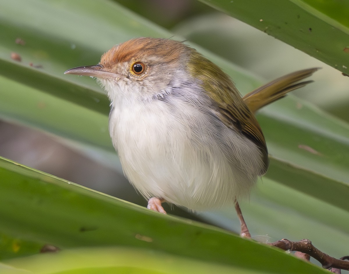Common Tailorbird - ML647466399