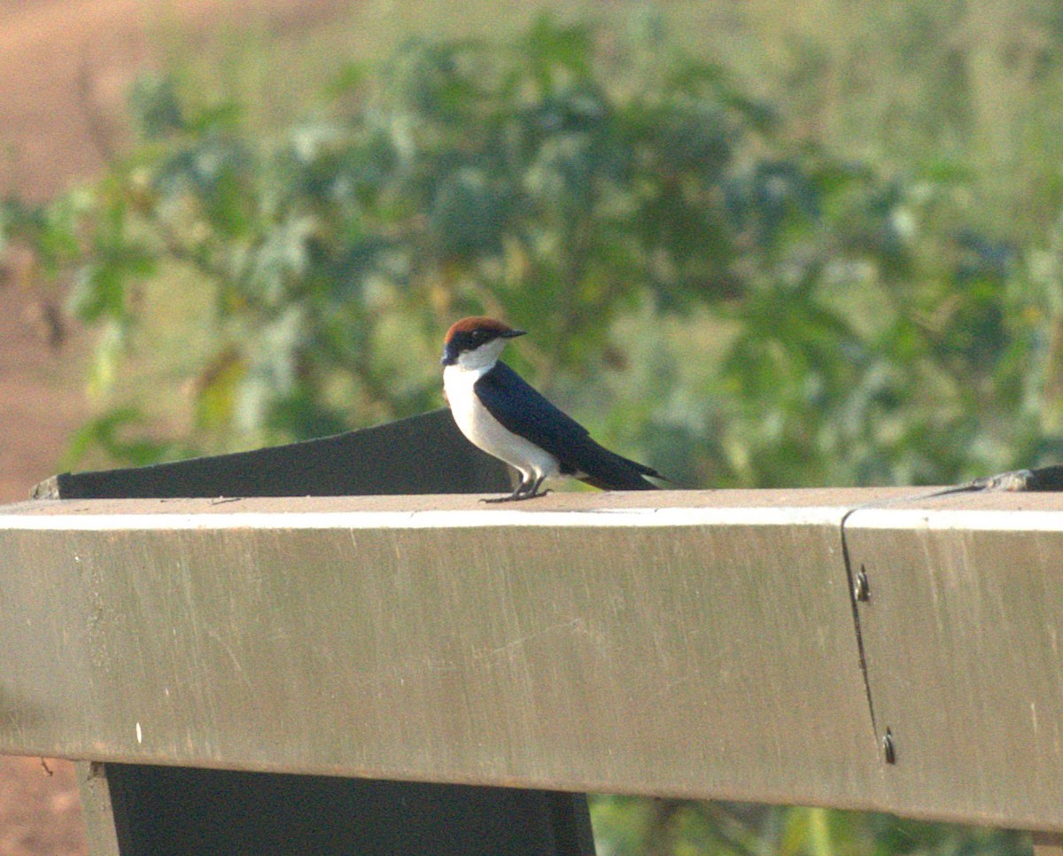 Wire-tailed Swallow - ML647466400