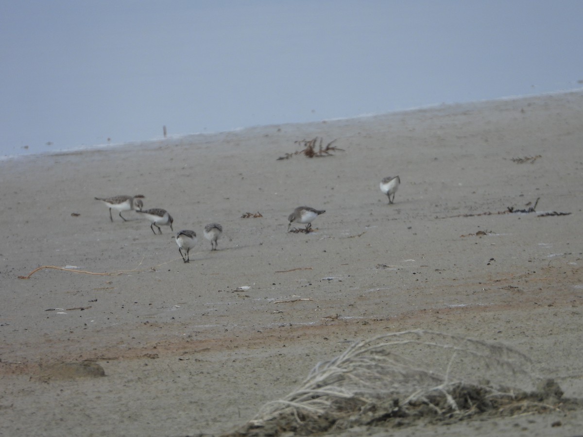 Dunlin - ML647466402