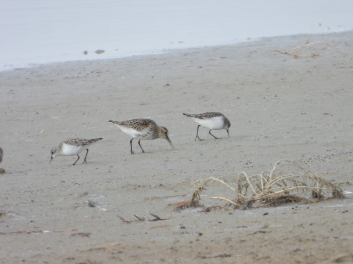 Dunlin - ML647466403