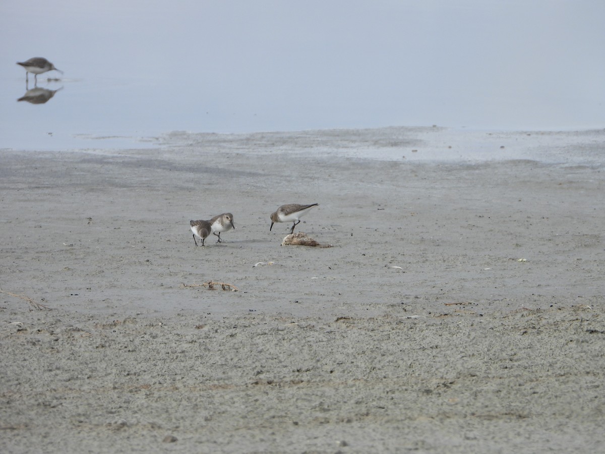 Dunlin - ML647466404