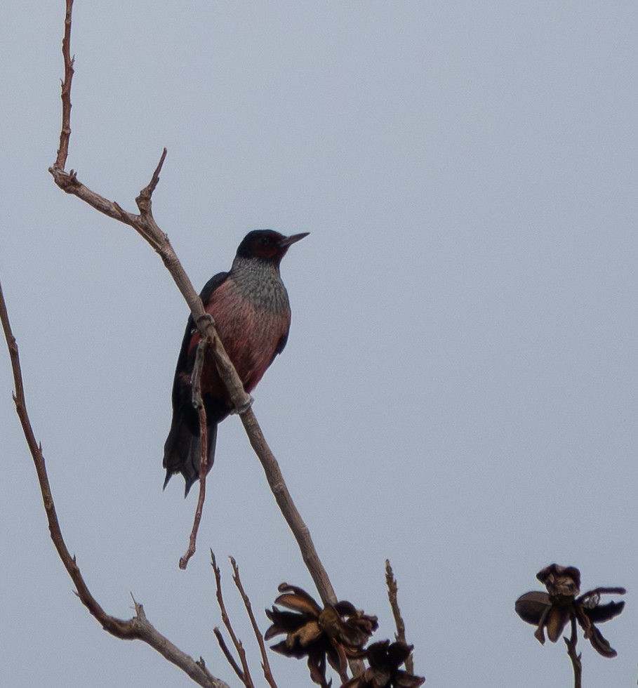 datel červenolící - ML647466414