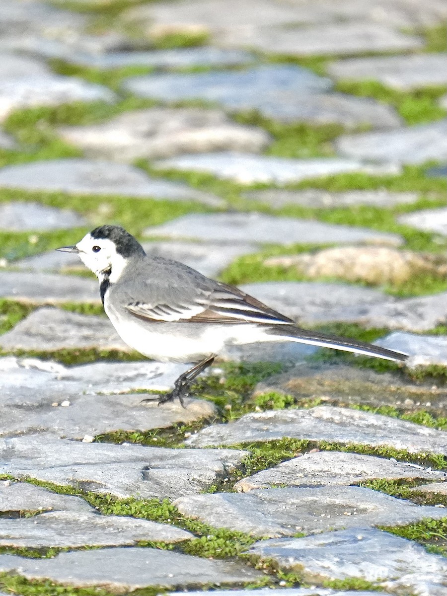 konipas bílý - ML647466415