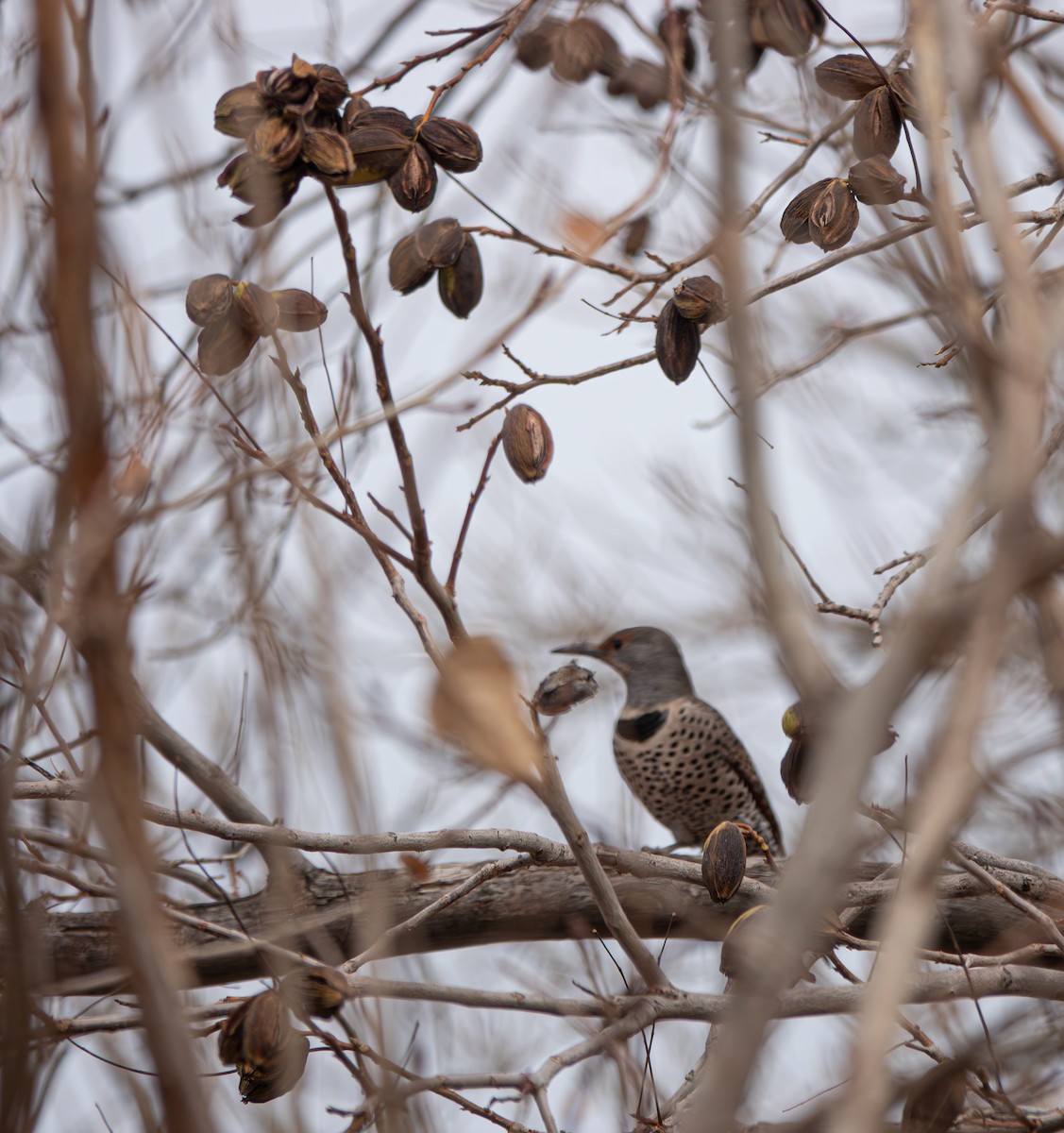 datel zlatý - ML647466425