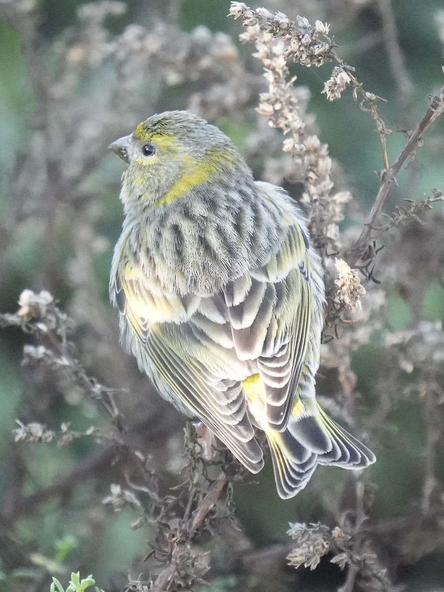 European Serin - ML647466426