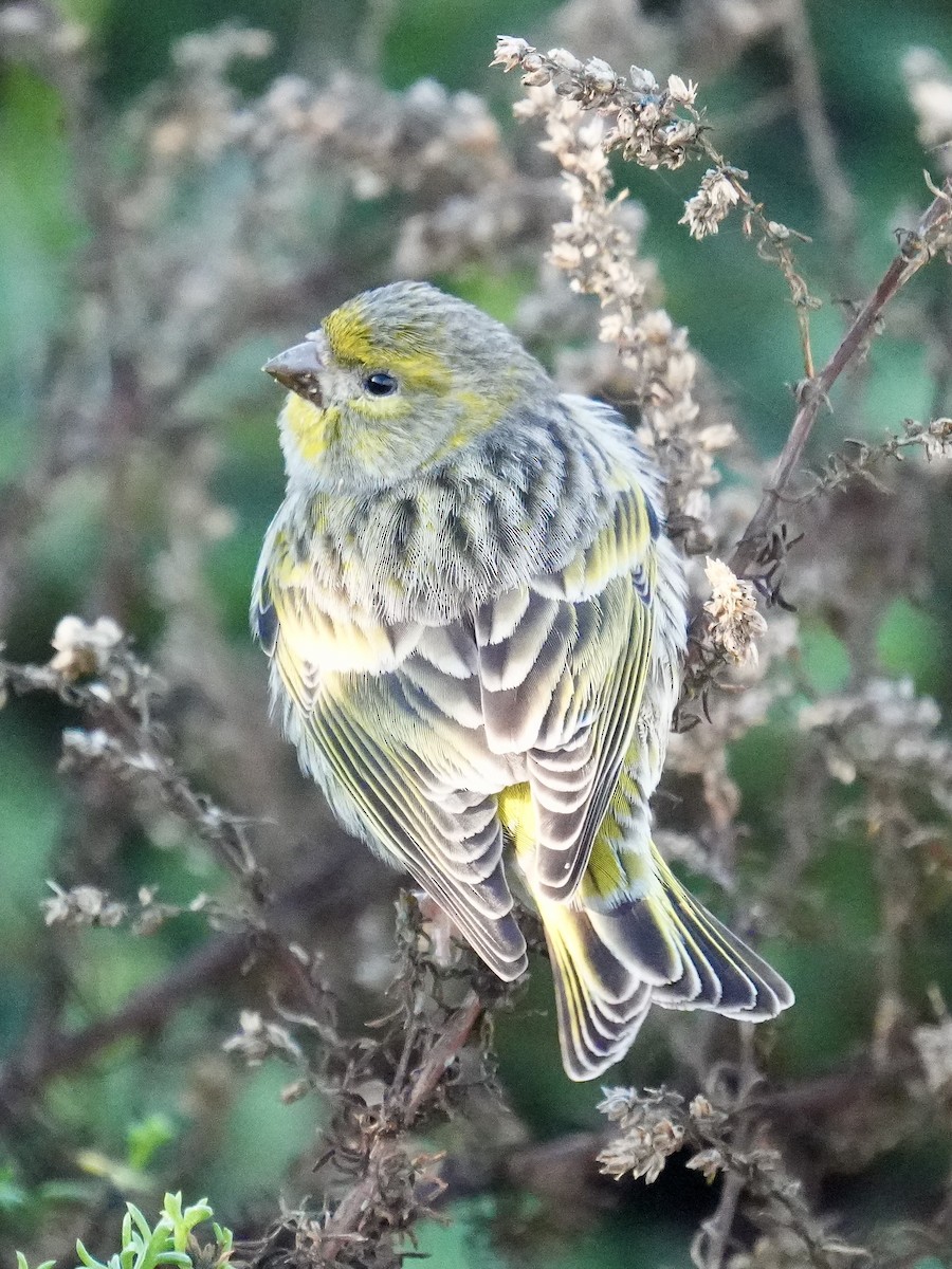 European Serin - ML647466427