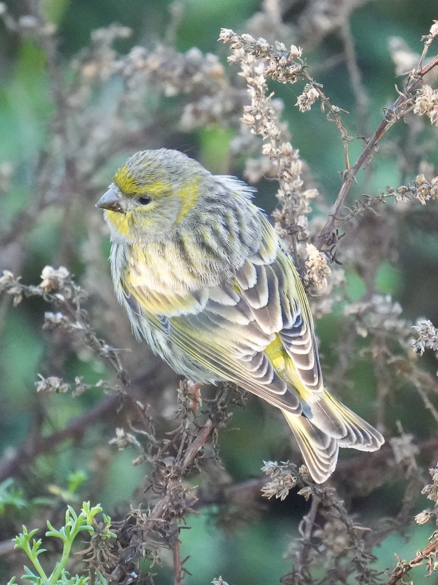 European Serin - ML647466428