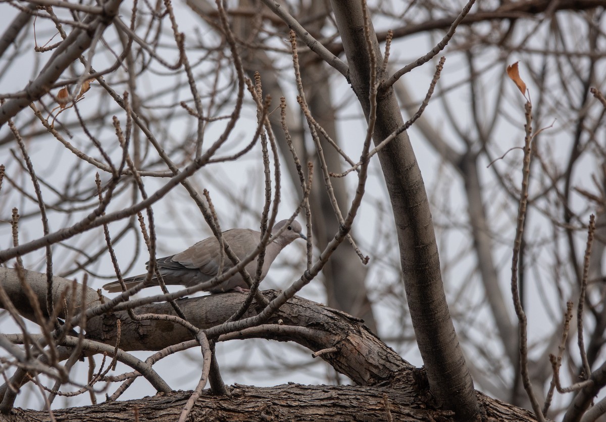 hrdlička zahradní - ML647466429