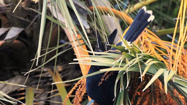 Pied Currawong - ML647466430