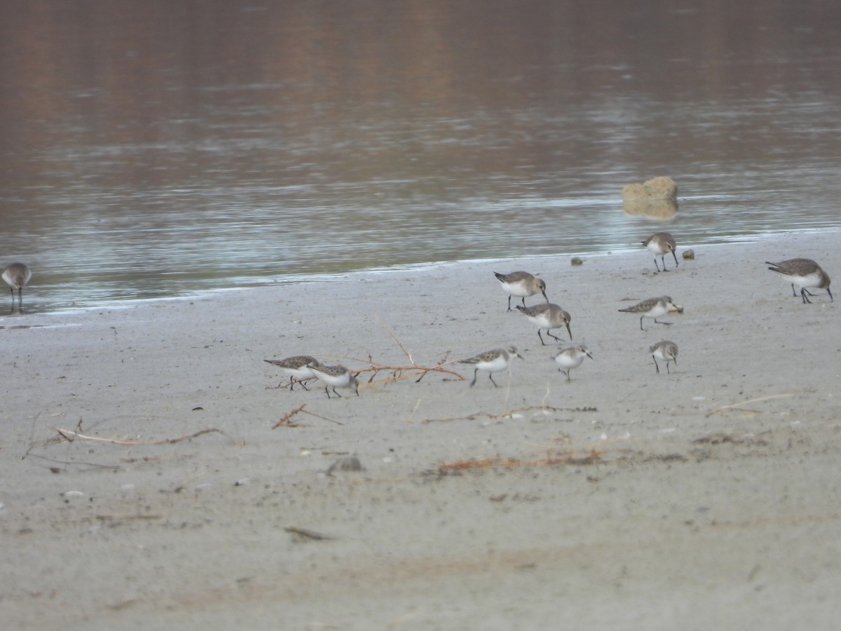 Küçük Kumkuşu - ML647466433