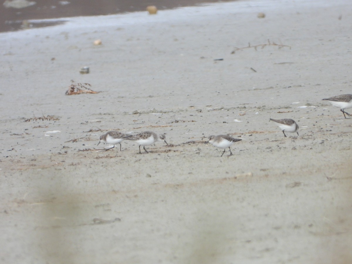 Küçük Kumkuşu - ML647466434