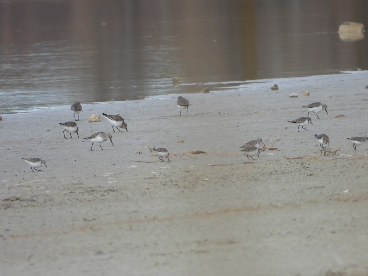 Küçük Kumkuşu - ML647466435