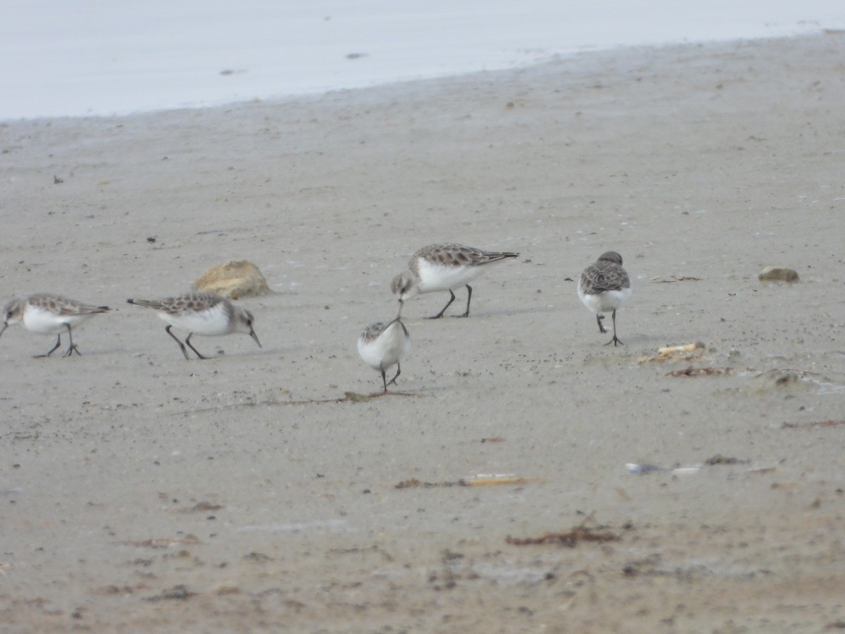 Küçük Kumkuşu - ML647466436