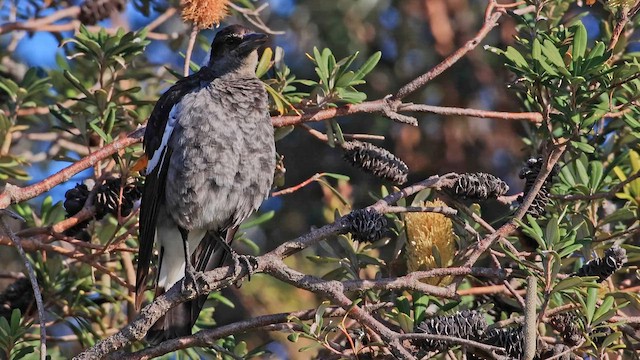 Australian Magpie - ML647466437