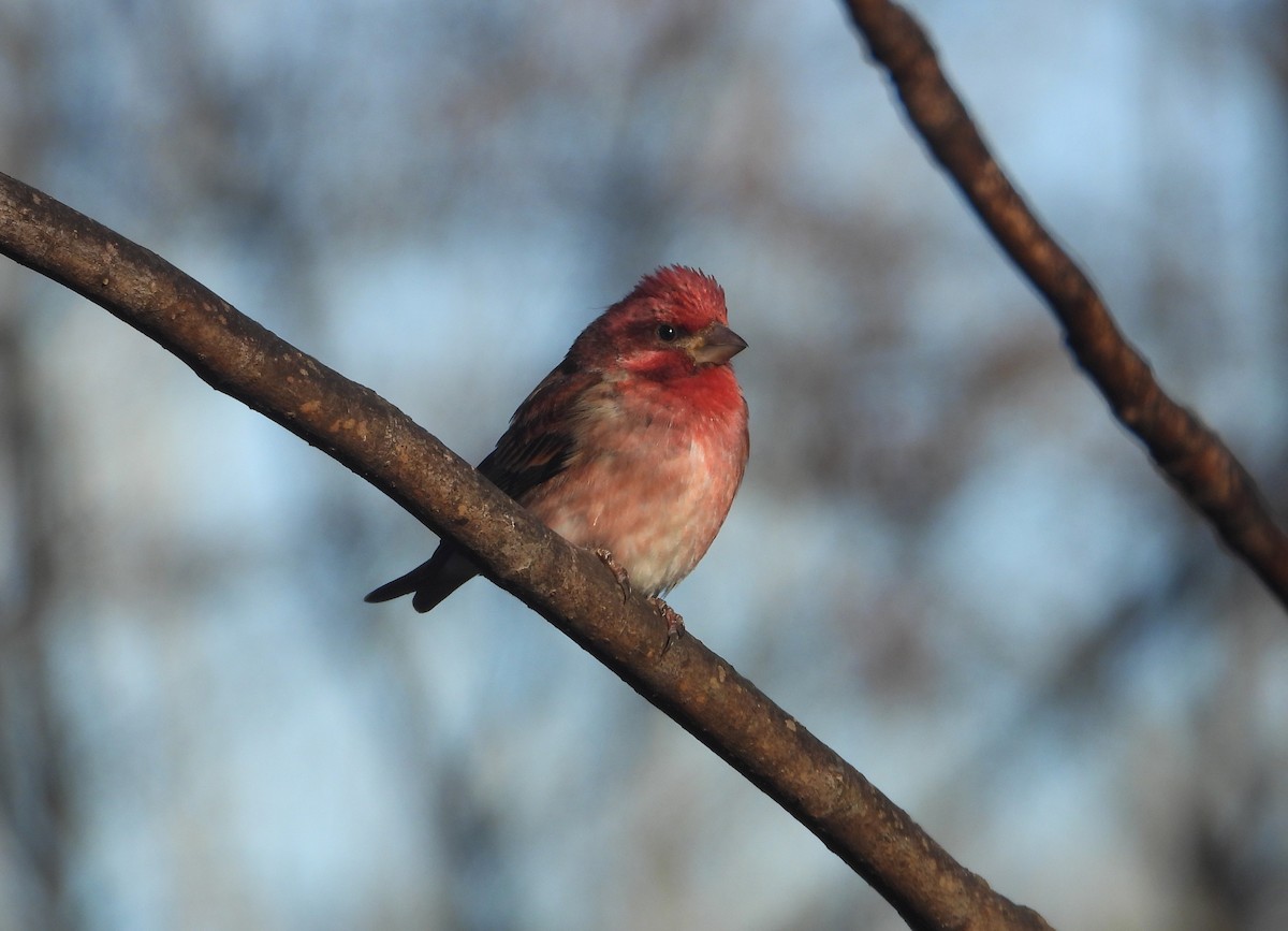 ムラサキマシコ - ML647466460